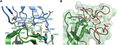 Structural basis for ubiquitylation by HOIL-1